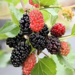 Morera enana 'Mojo Berry', Moral enana Mojo Berry